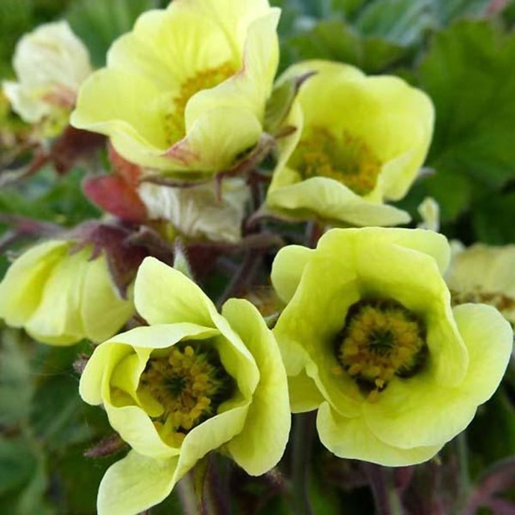 Geum rivale Lionel Cox