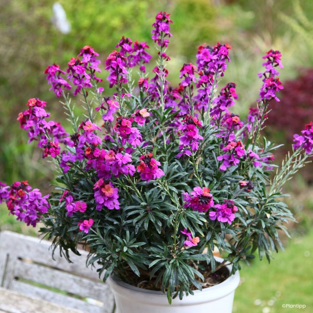 Erysimum cheiri Colour Vibe Purple - Perpetual wallflower