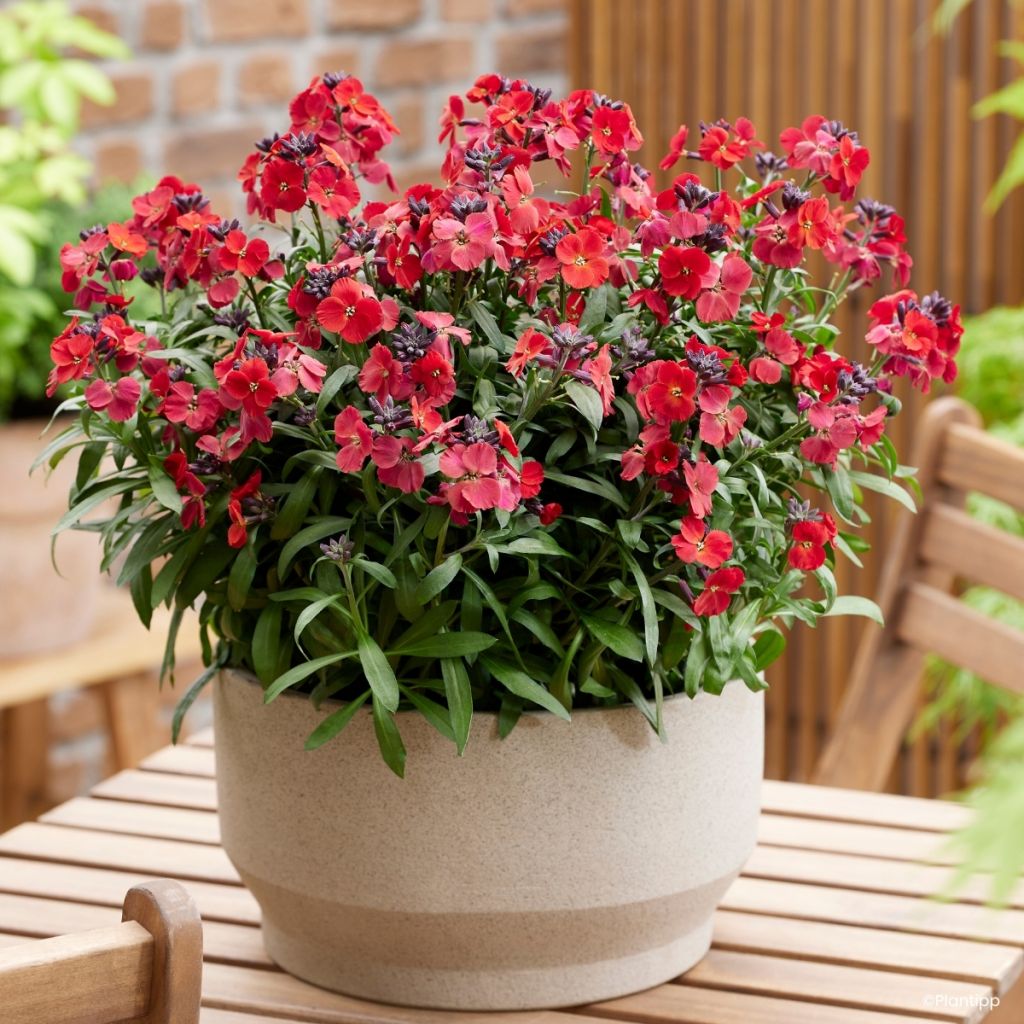 Erysimum Colour Vibe Red - Wallflower