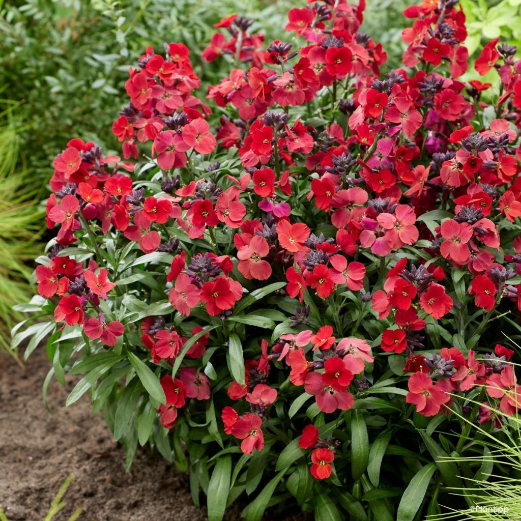Erysimum Colour Vibe Red - Wallflower