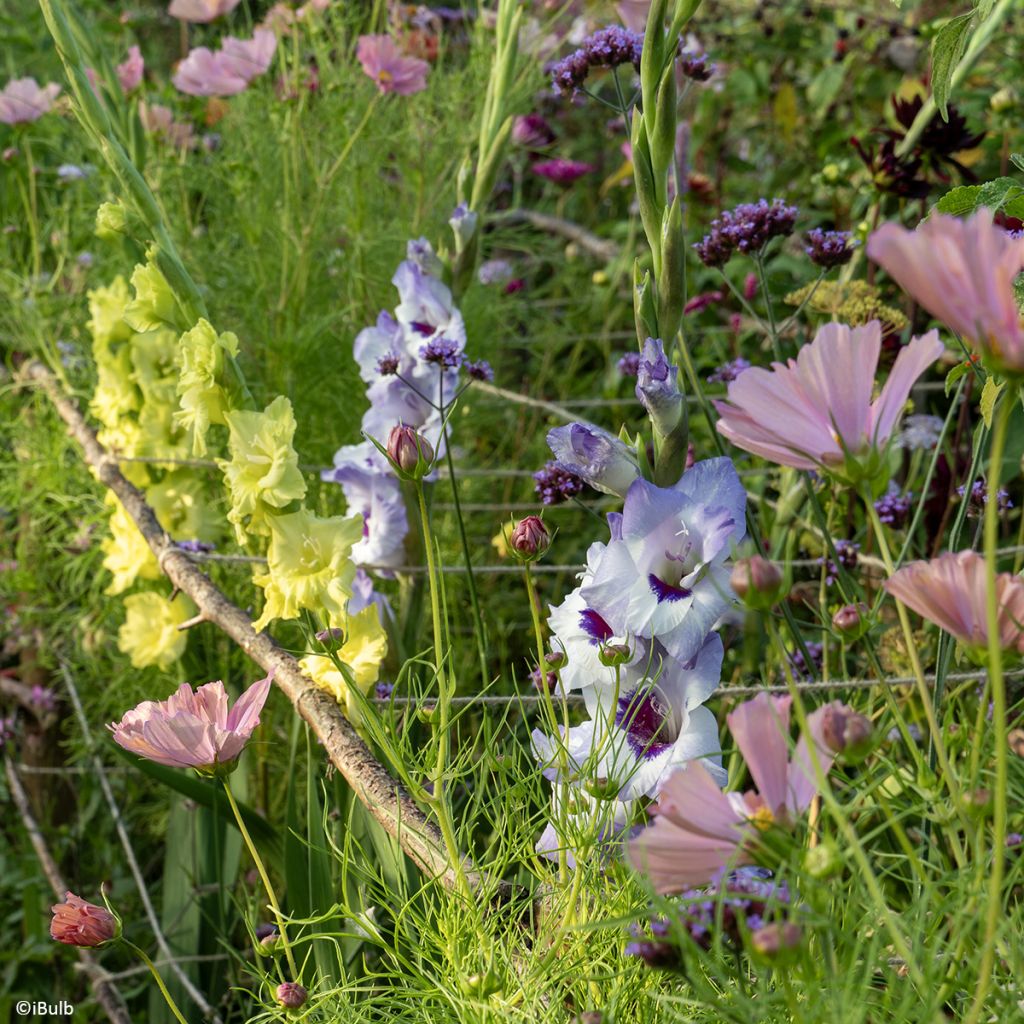 Gladiolus grandiflorus Vista - Sword Lily