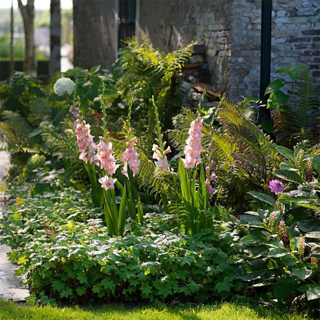 Gladiolus Adrenaline - Sword Lily