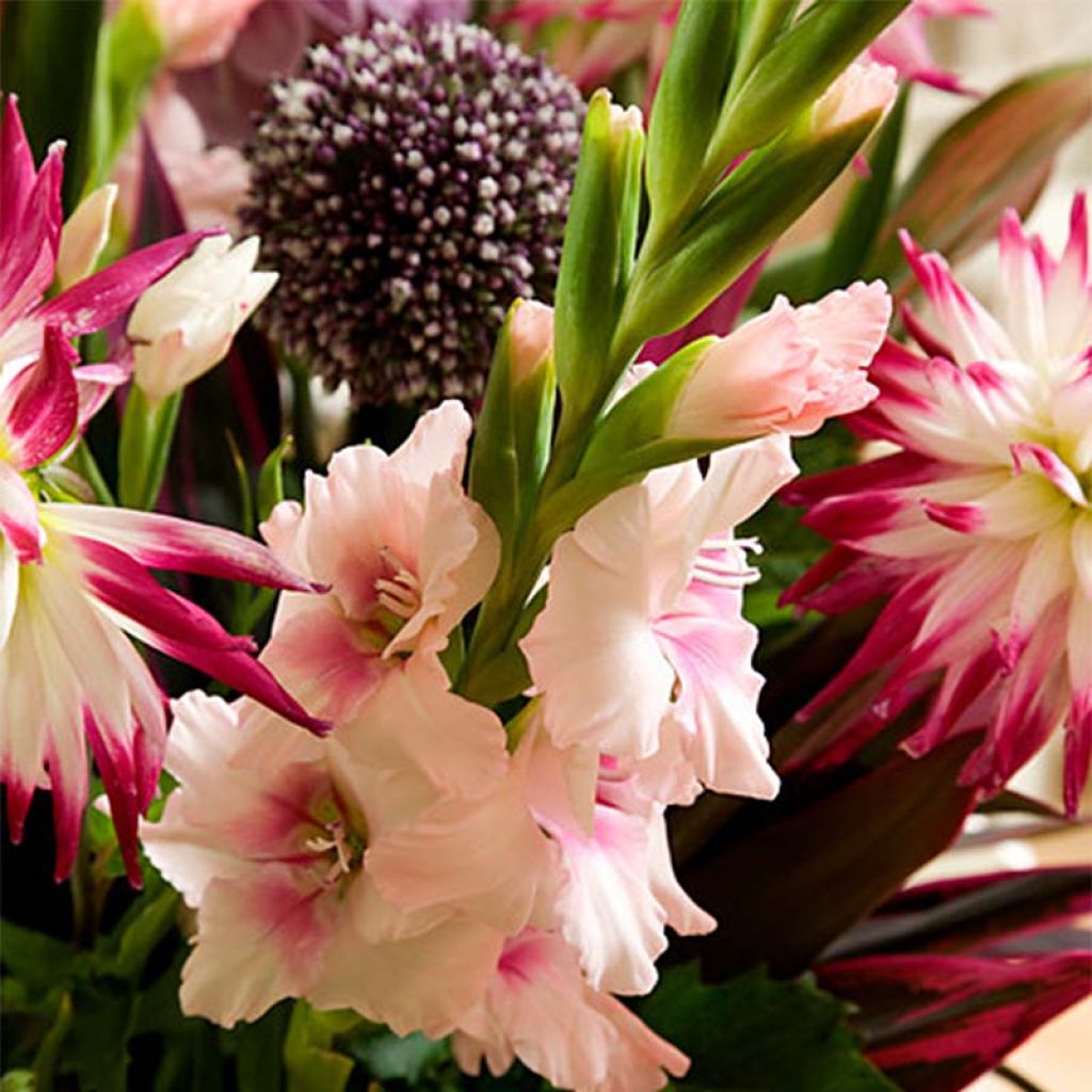 Gladiolus Adrenaline - Sword Lily