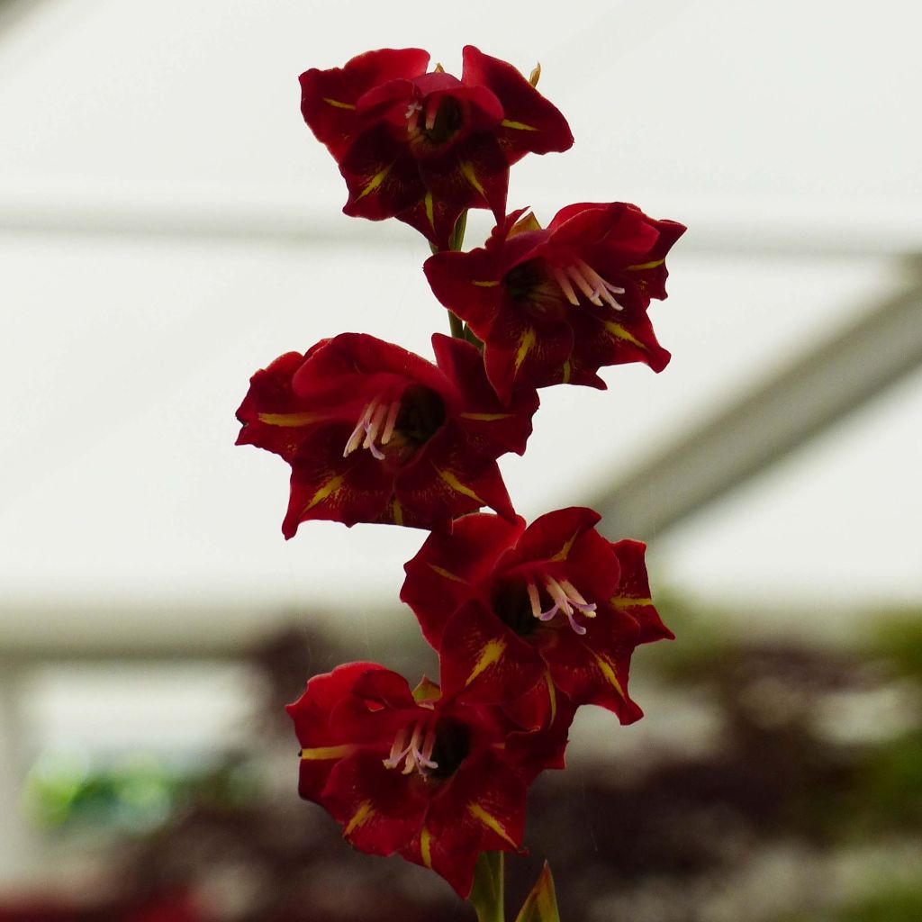 Gladiolus Flevo Vito - Sword Lily