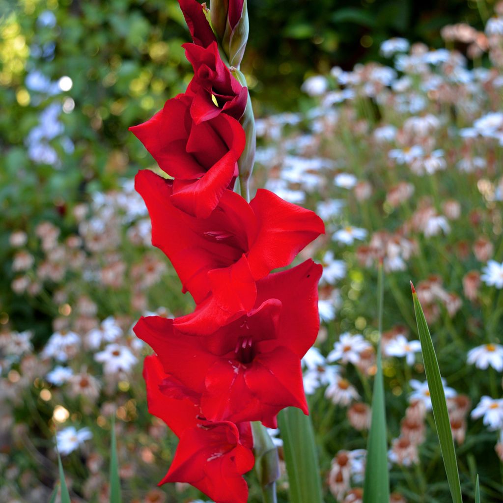 Gladiolus grandiflorus Tineke - Sword Lily