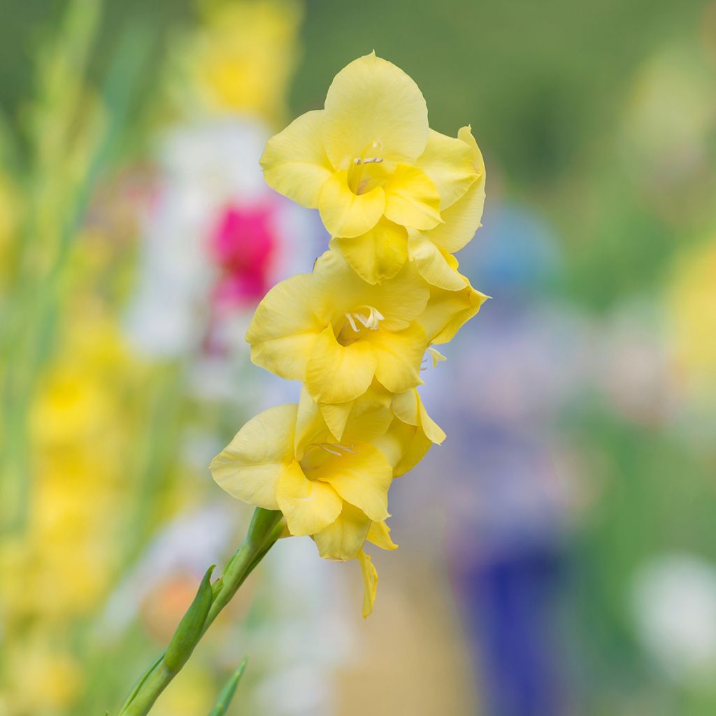 Gladiolus grandiflorus Yellowa ® - Sword Lily