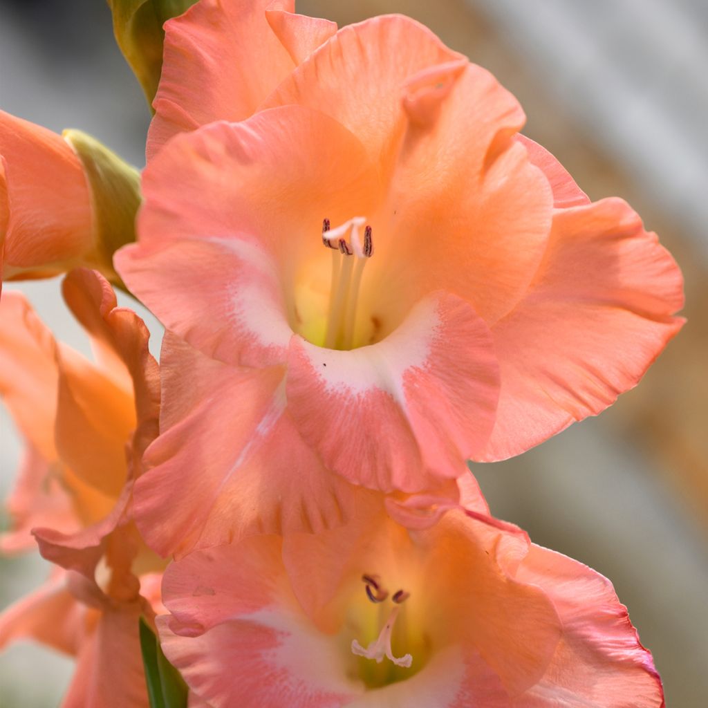 Gladiolus grandiflorus Lia - Sword Lily