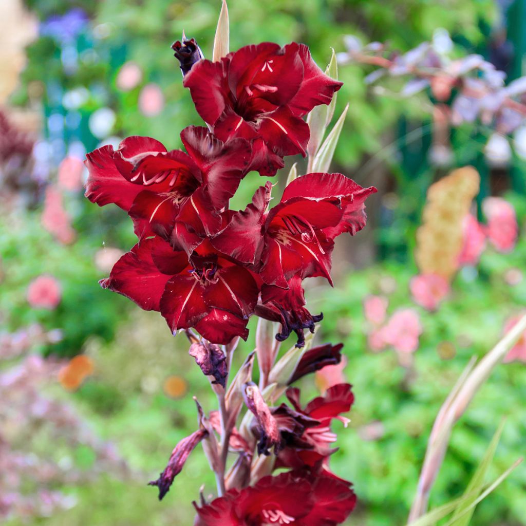 Gladiolus grandiflorus Tom - Sword Lily