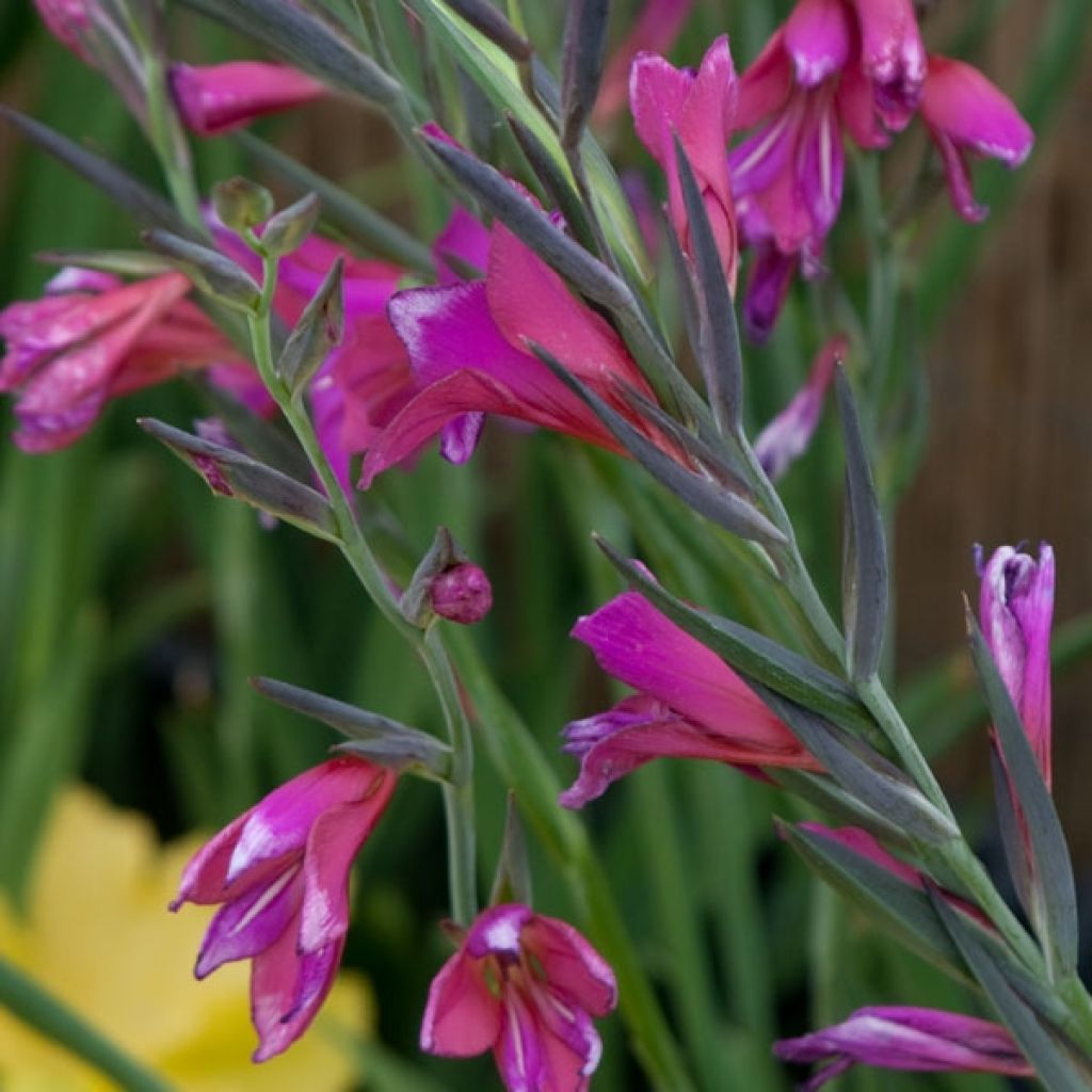Gladiolus italicus - Italian Gladiolus