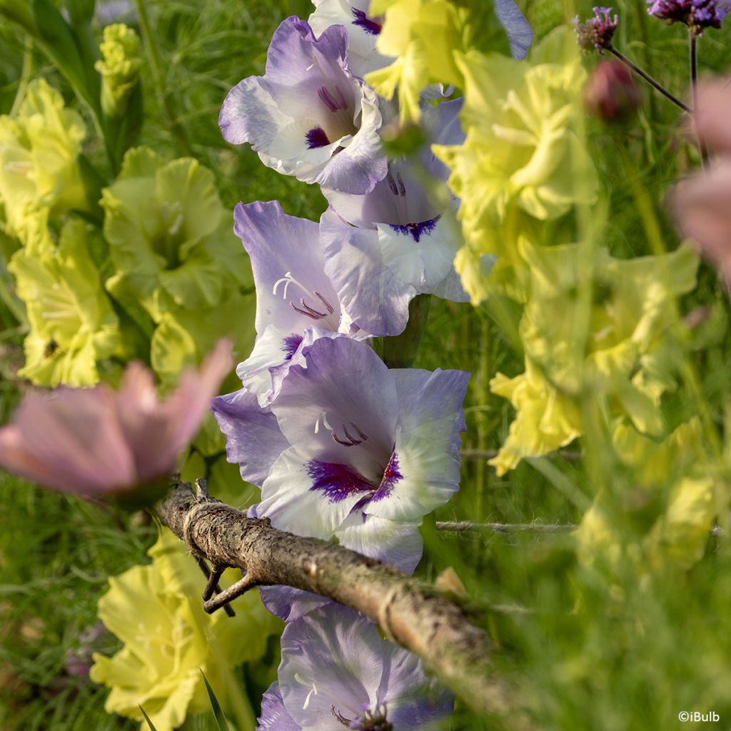Gladiolus grandiflorus Vista - Sword Lily