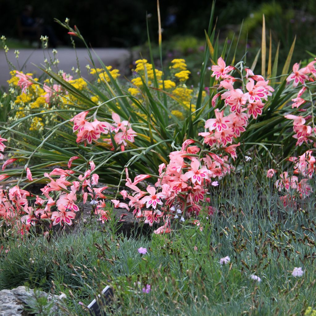 Gladiolus nanus Nathalie
