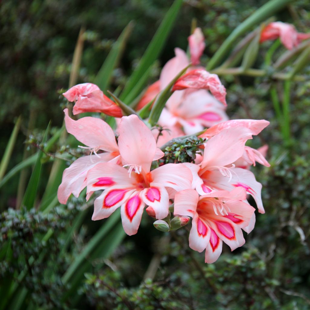 Gladiolus nanus Nathalie
