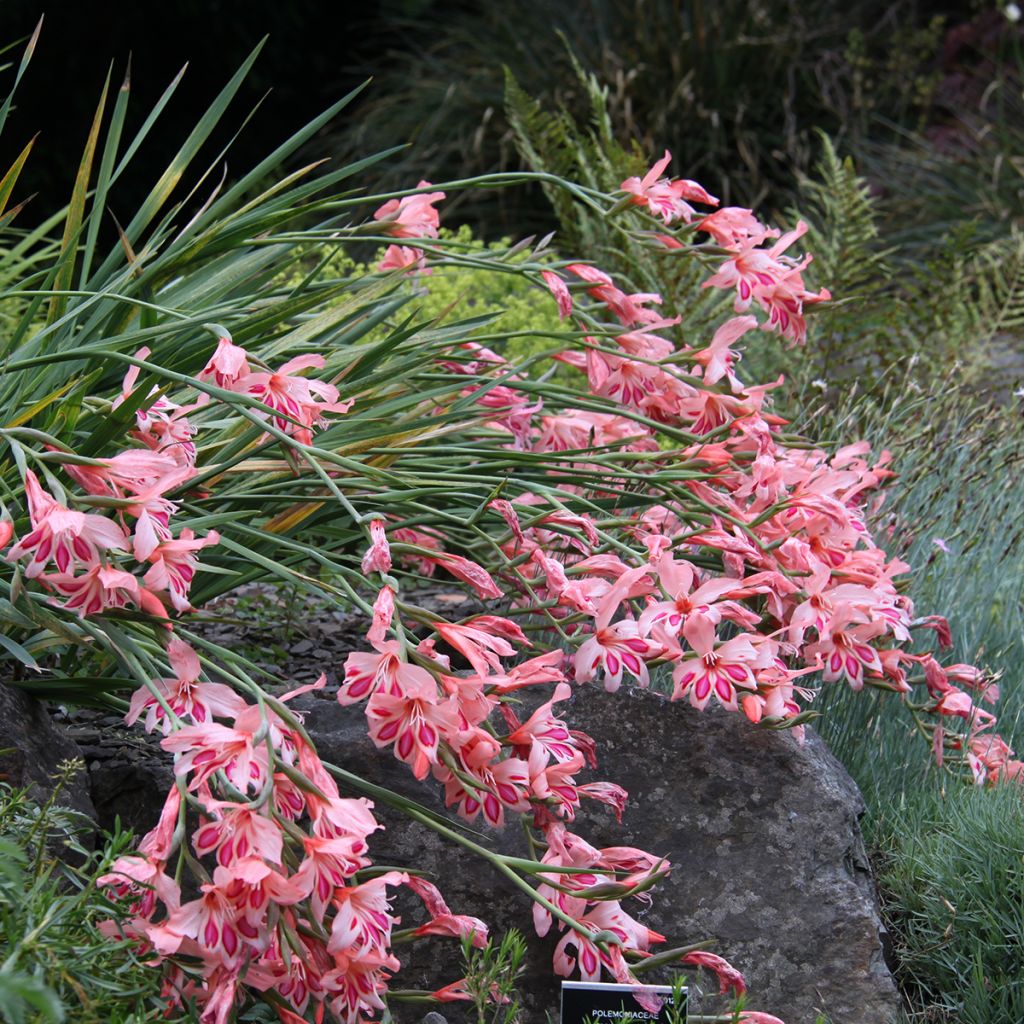 Gladiolus nanus Nathalie