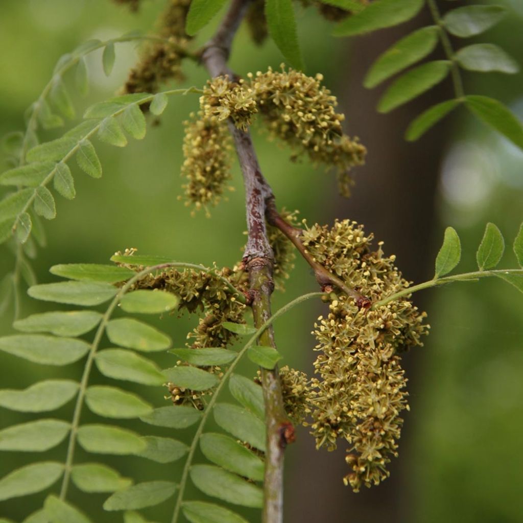 Gleditsia triacanthos f. inermis SKYLINE - Honeylocust