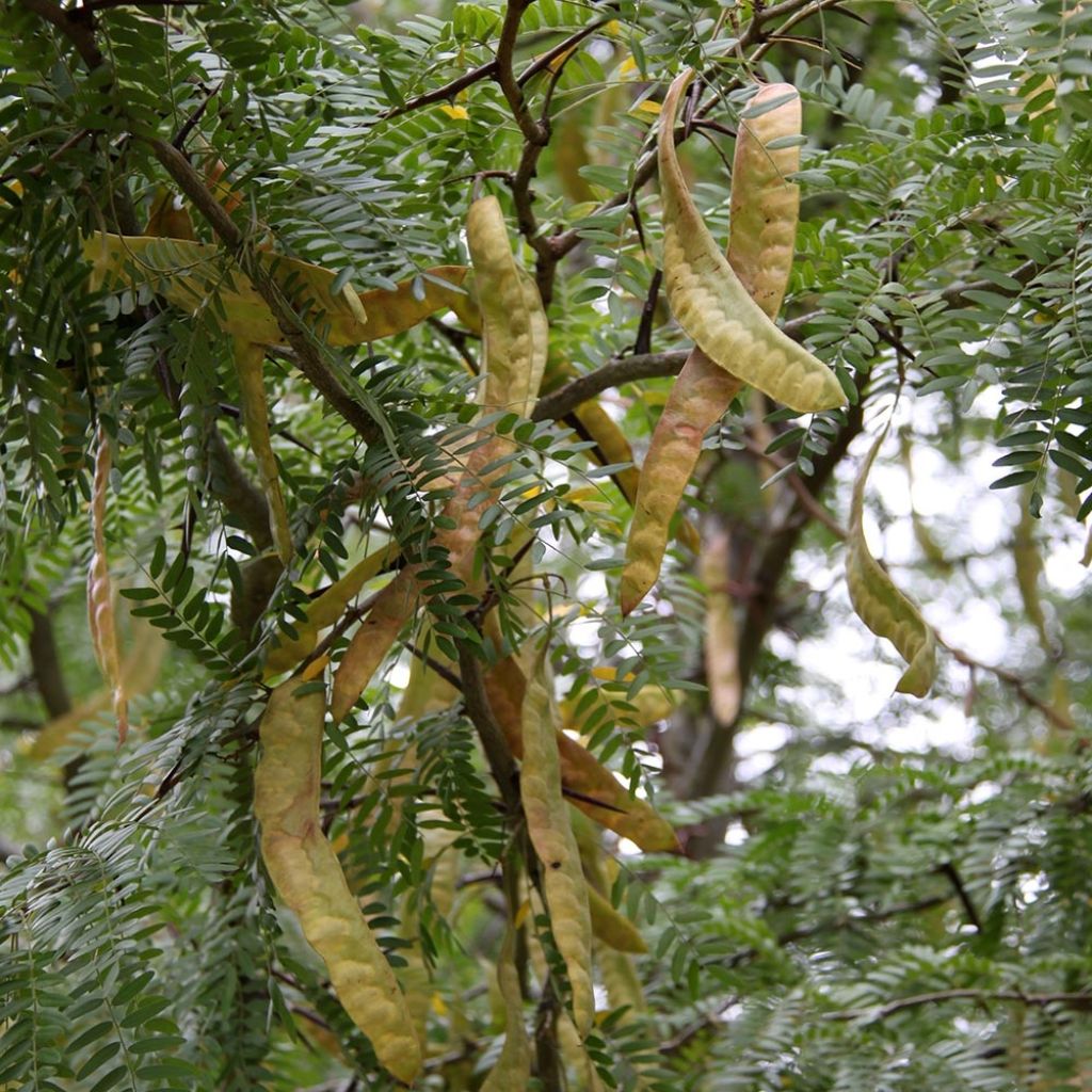 Gleditsia triacanthos f. inermis SKYLINE - Honeylocust
