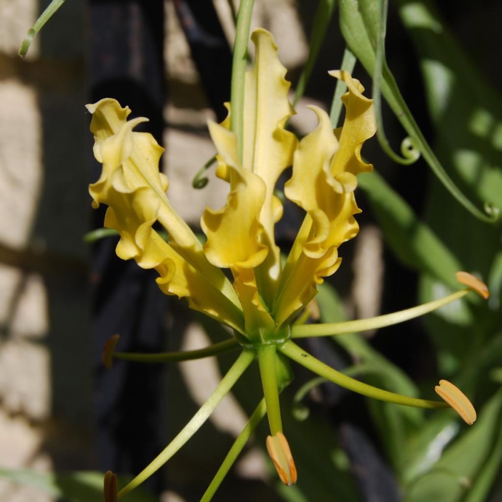 Gloriosa lutea - Glory Lily