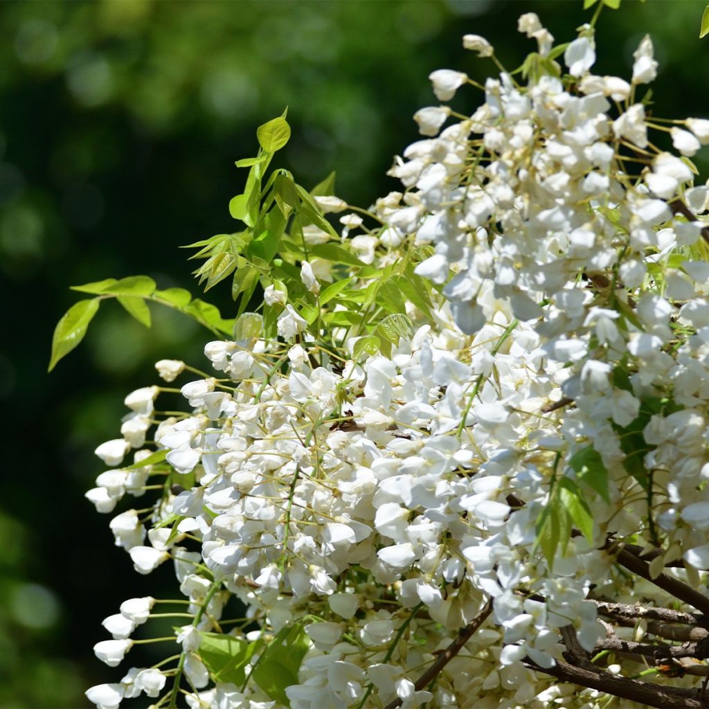 Wisteria frutescens var. macrostachya Clara Mack
