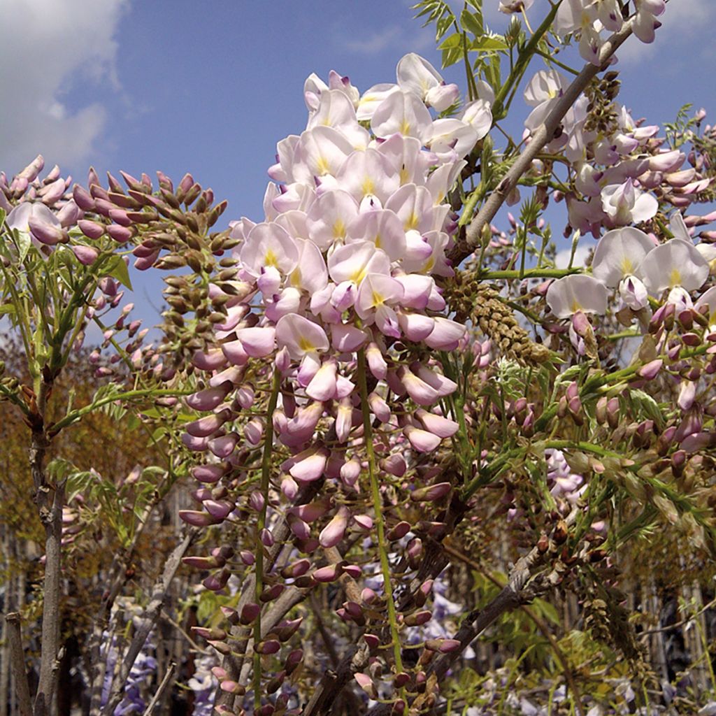 Wisteria brachybotrys 'Shiro-Beni' - Glycine soyeuse Shiro-Beni, Glycine japonaise Shiro-Beni