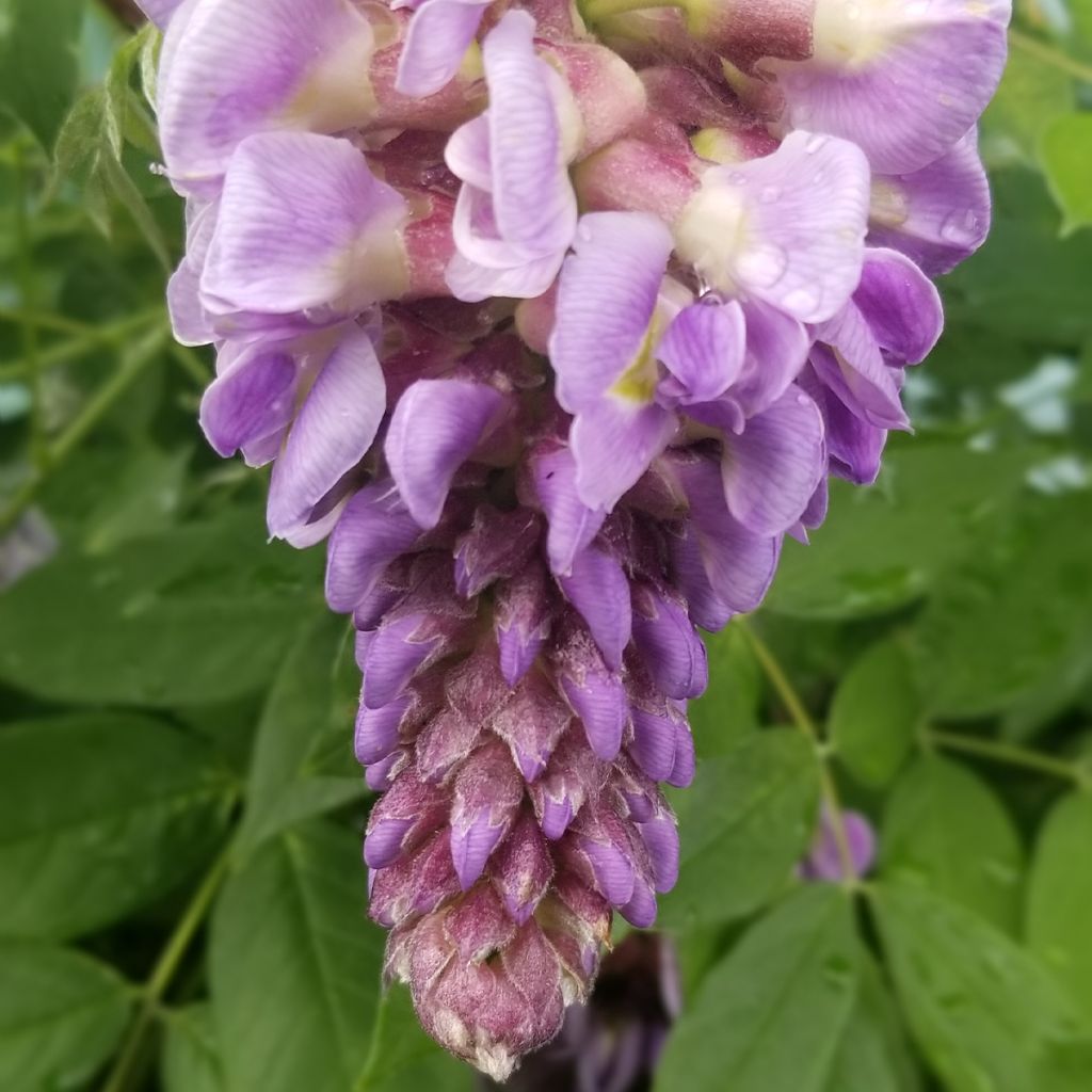 Wisteria frutescens
