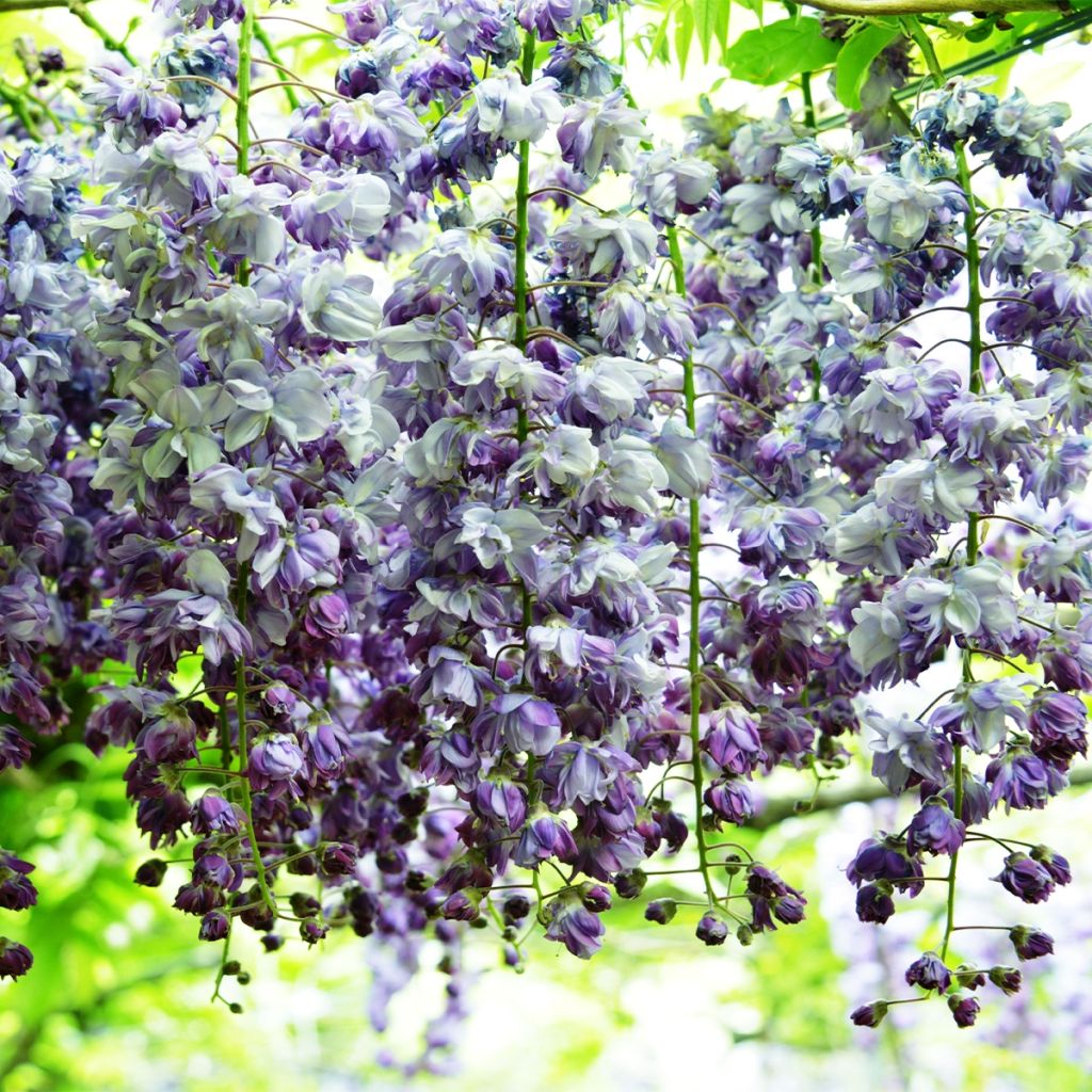 Wisteria floribunda Ed's Blue Dragon