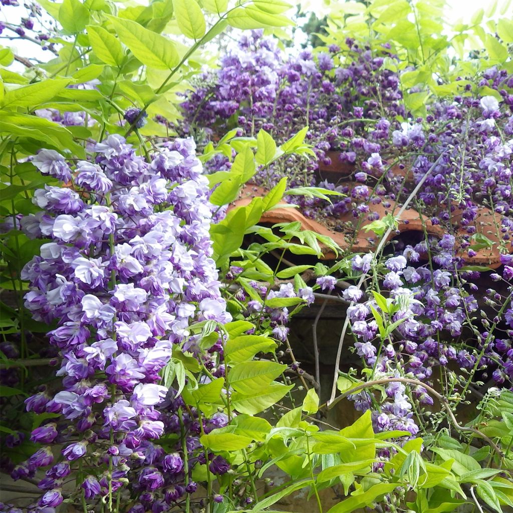 Wisteria floribunda Ed's Blue Dragon