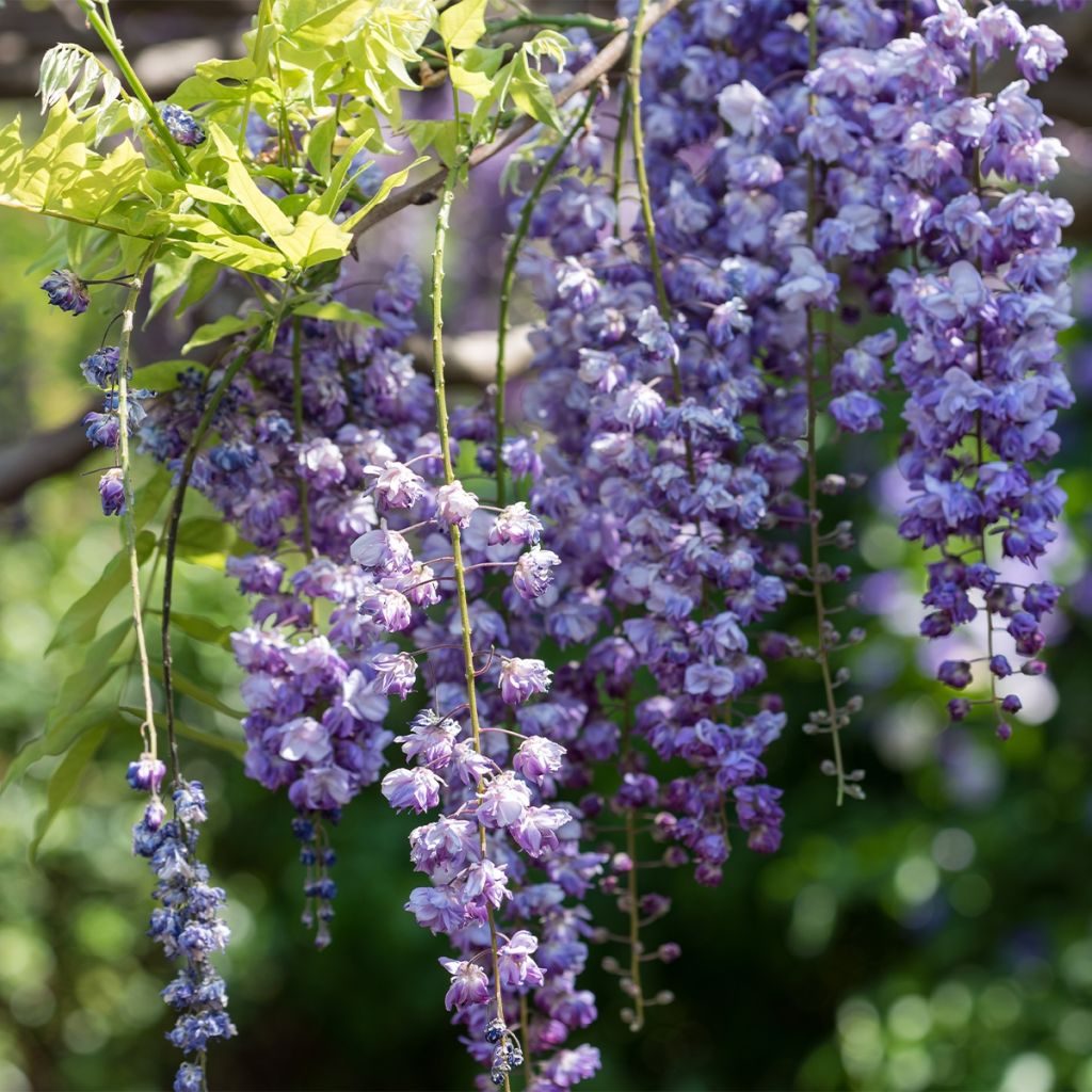 Wisteria floribunda Ed's Blue Dragon