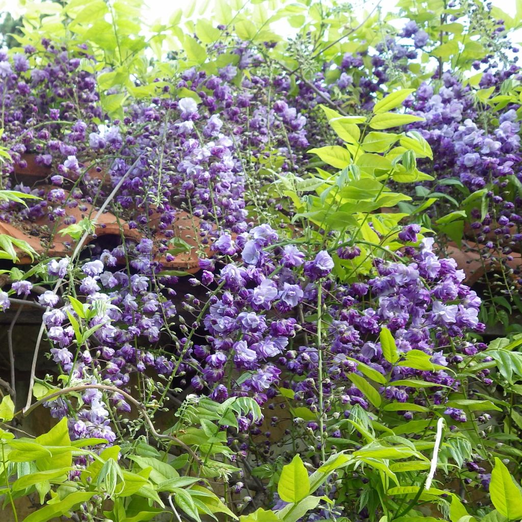 Wisteria floribunda Ed's Blue Dragon