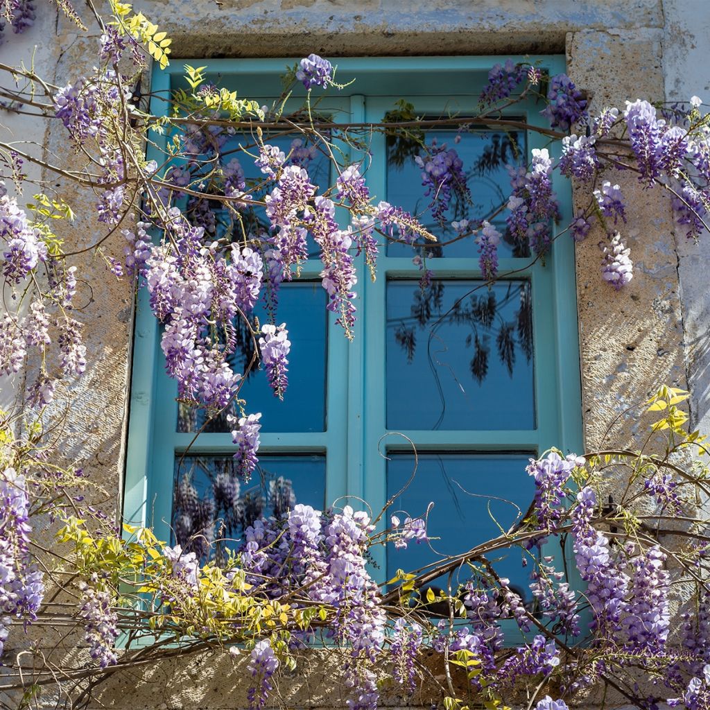 Wisteria floribunda Premature