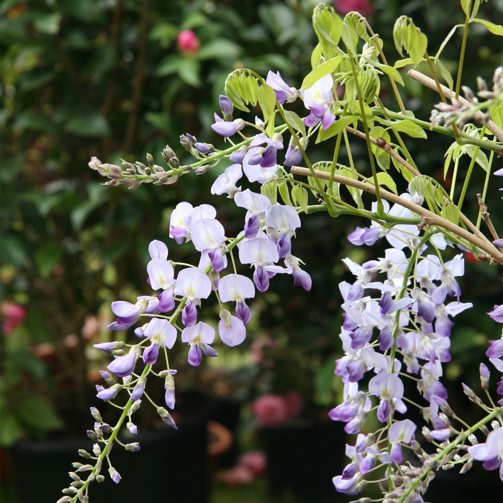 Wisteria floribunda Premature