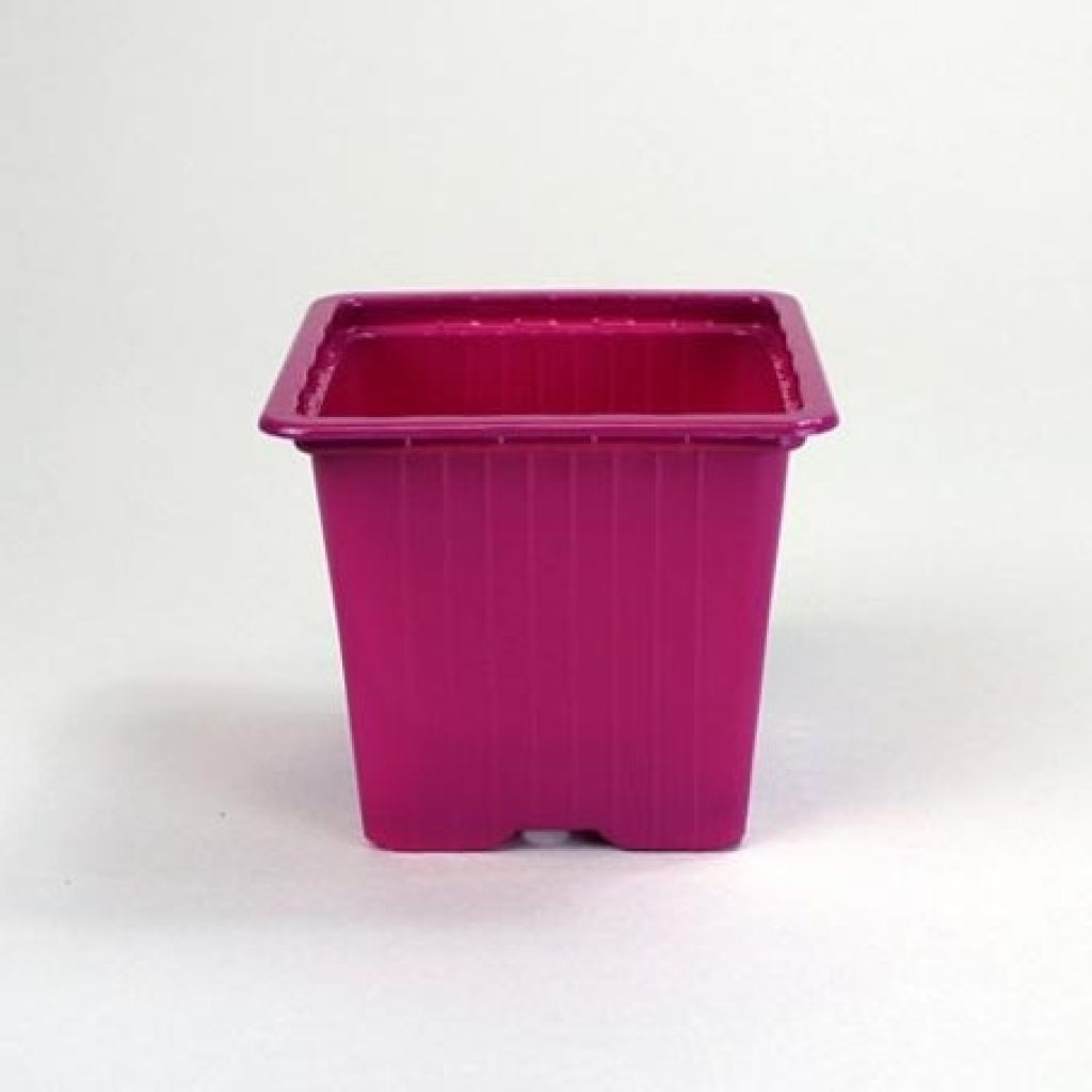 Fuchsia-coloured pots sold in packs of 30