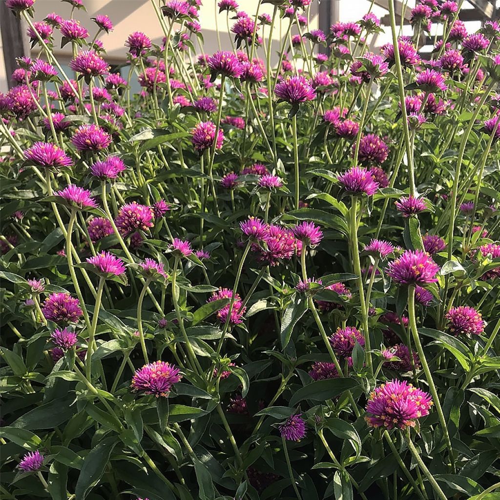 Gomphrena pulchella Truffula Pink