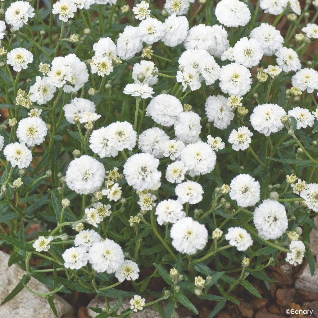 Achillea ptarmica Marshmallow seeds - Sneezewort