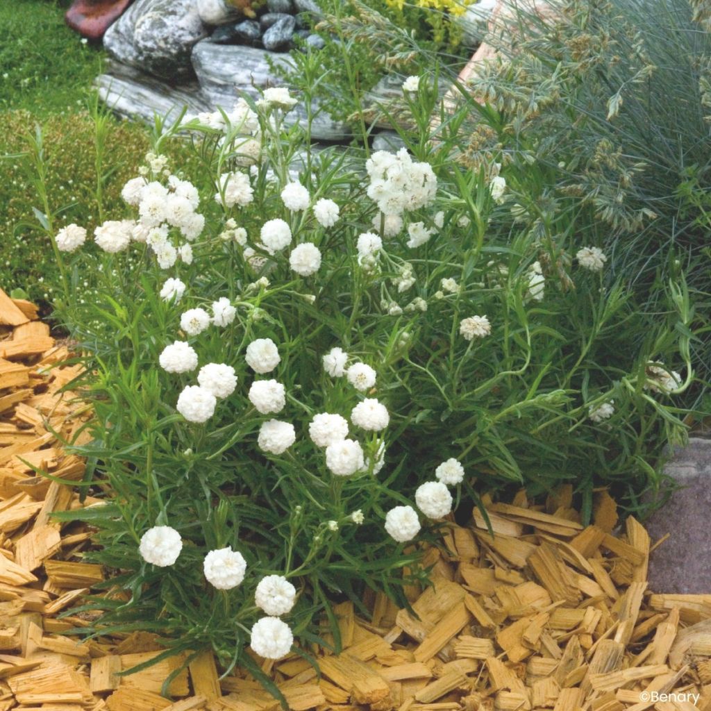 Achillea ptarmica Marshmallow seeds - Sneezewort