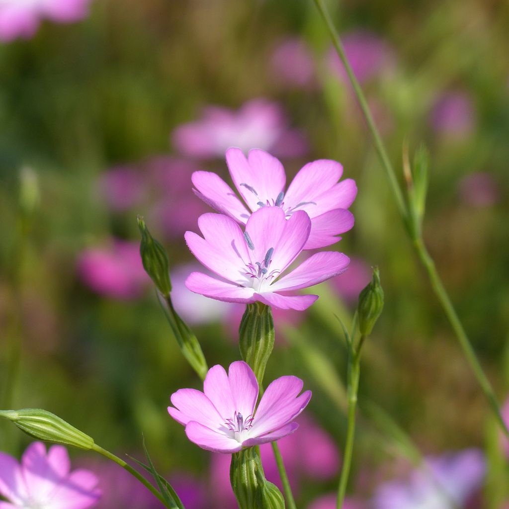 Agrostemma coeli-rosa seeds - Rose of heaven