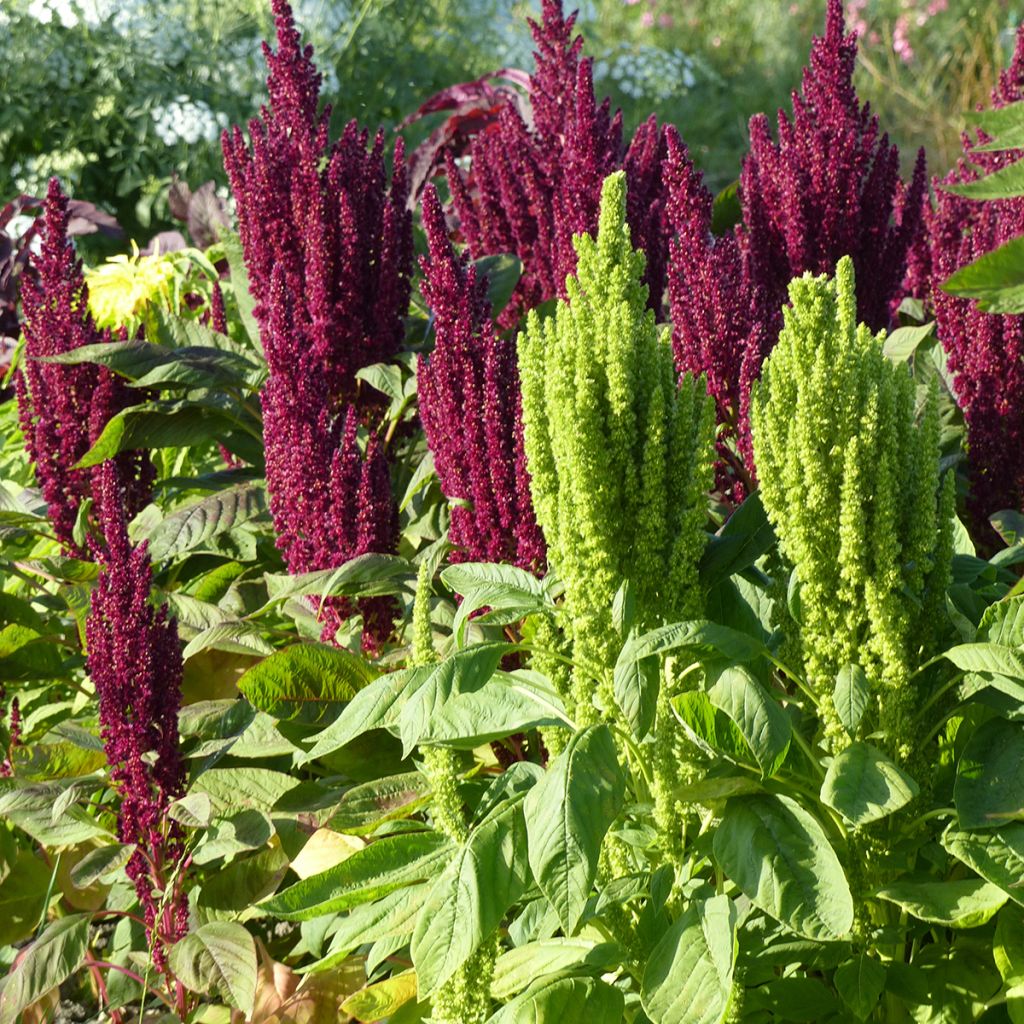 Amaranthus hypochondriacus Green Thumb seeds - Love-lies-bleeding