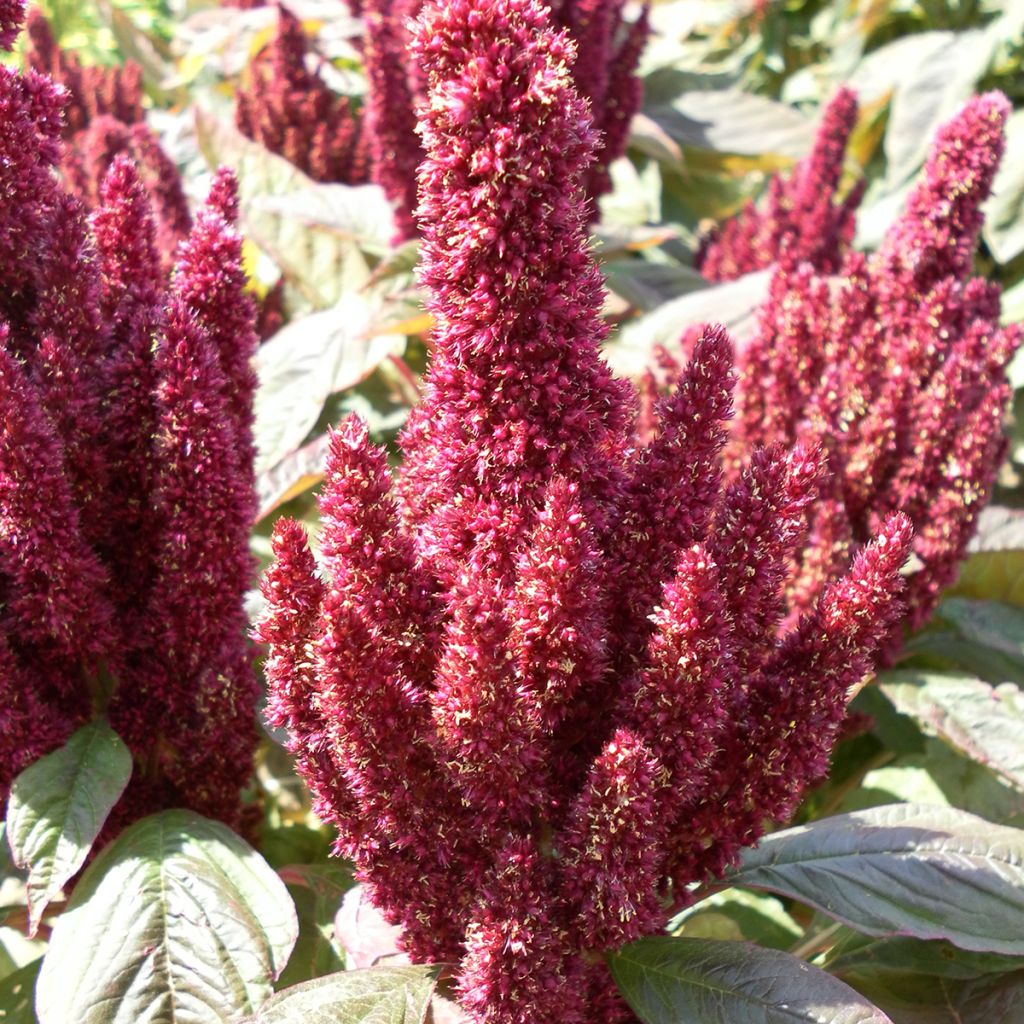 Amaranthus hypochondriacus Pygmy Torch seeds - Prince's feather