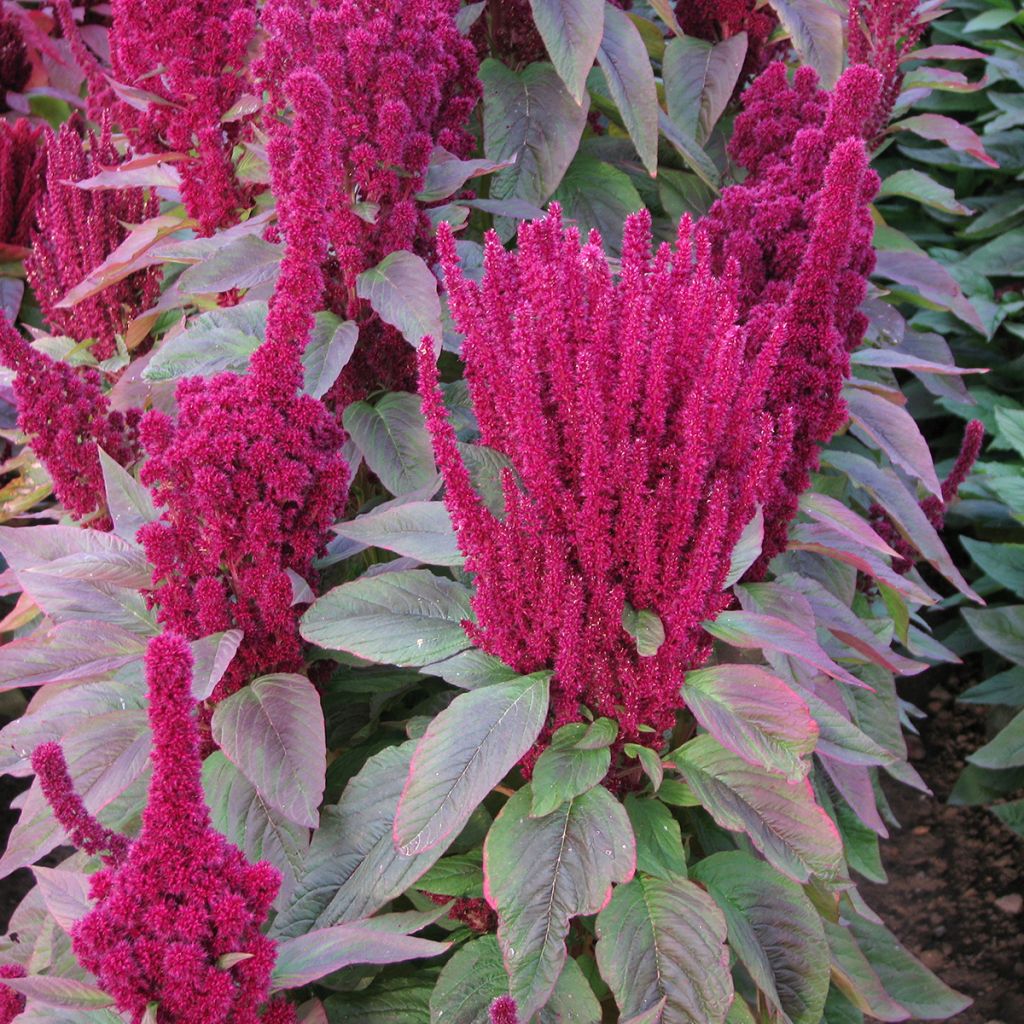 Amaranthus cruentus Red Cathedral seeds