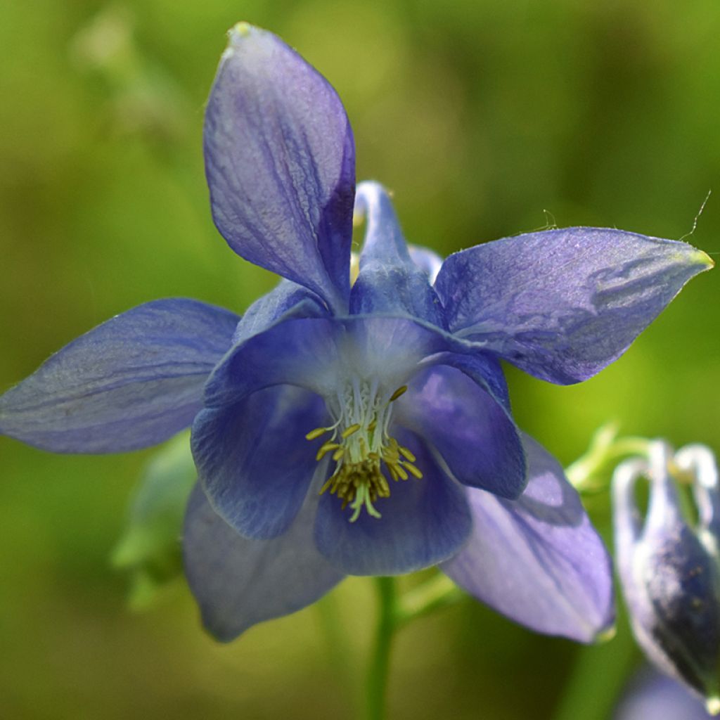 Aquilegia vulgaris