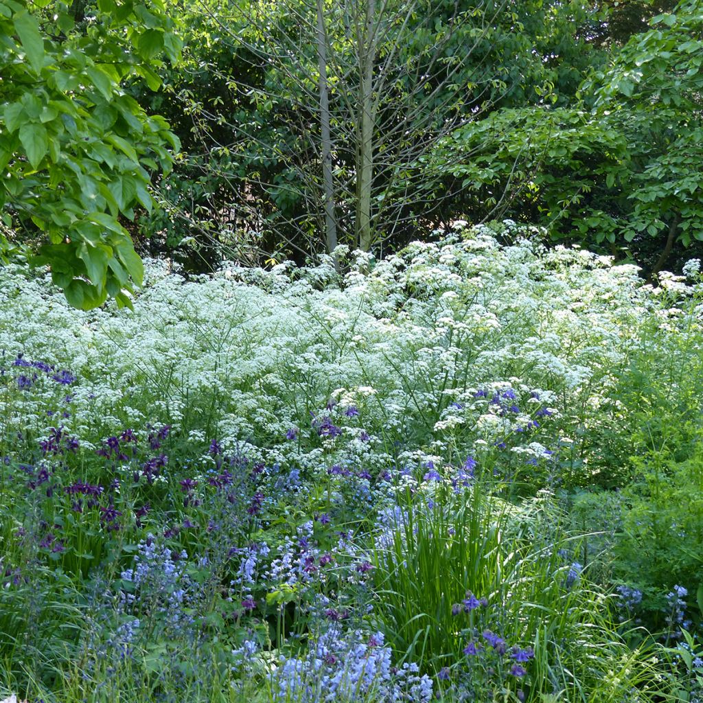 Anthriscus sylvestris seeds - Cow parsley