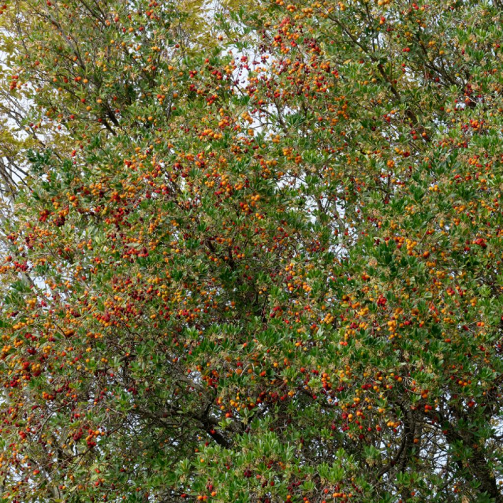 Arbutus unedo seeds - Strawberry tree