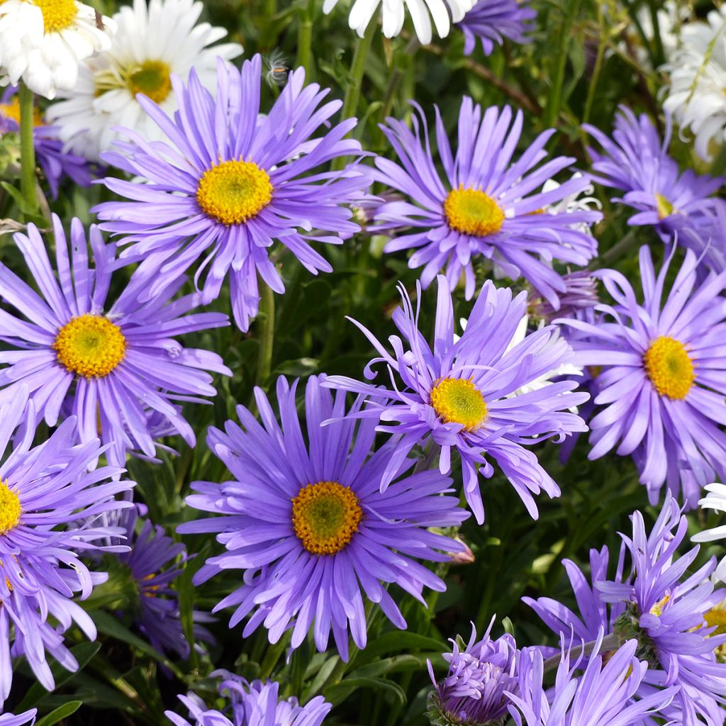 Aster alpinus Goliath seeds - Alpine daisy