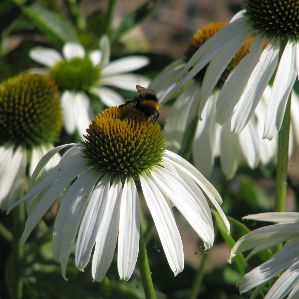 Echinacea purpurea White Swan - Purple Coneflower