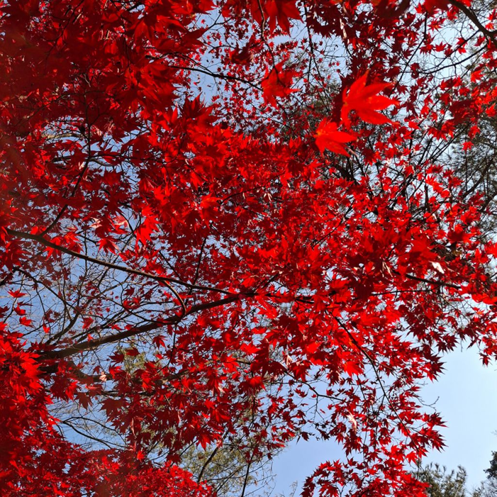 Acer rubrum seeds - Red maple