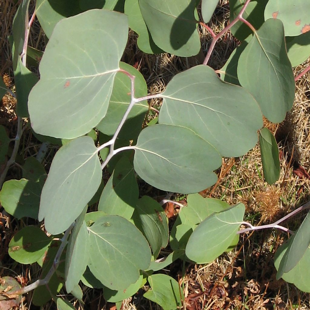 Eucalyptus polyanthemos seeds