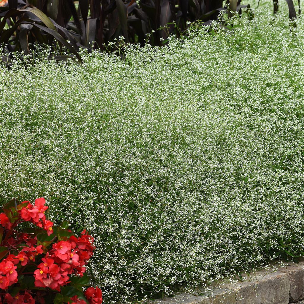 Euphorbia graminea Glamour