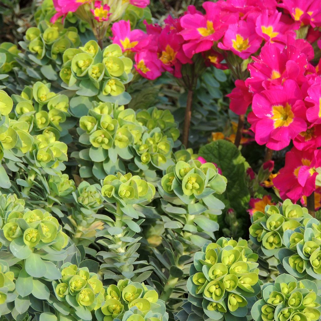 Euphorbia myrsinites 