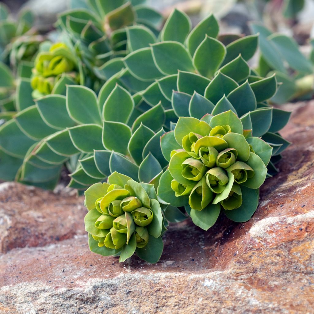 Euphorbia myrsinites 