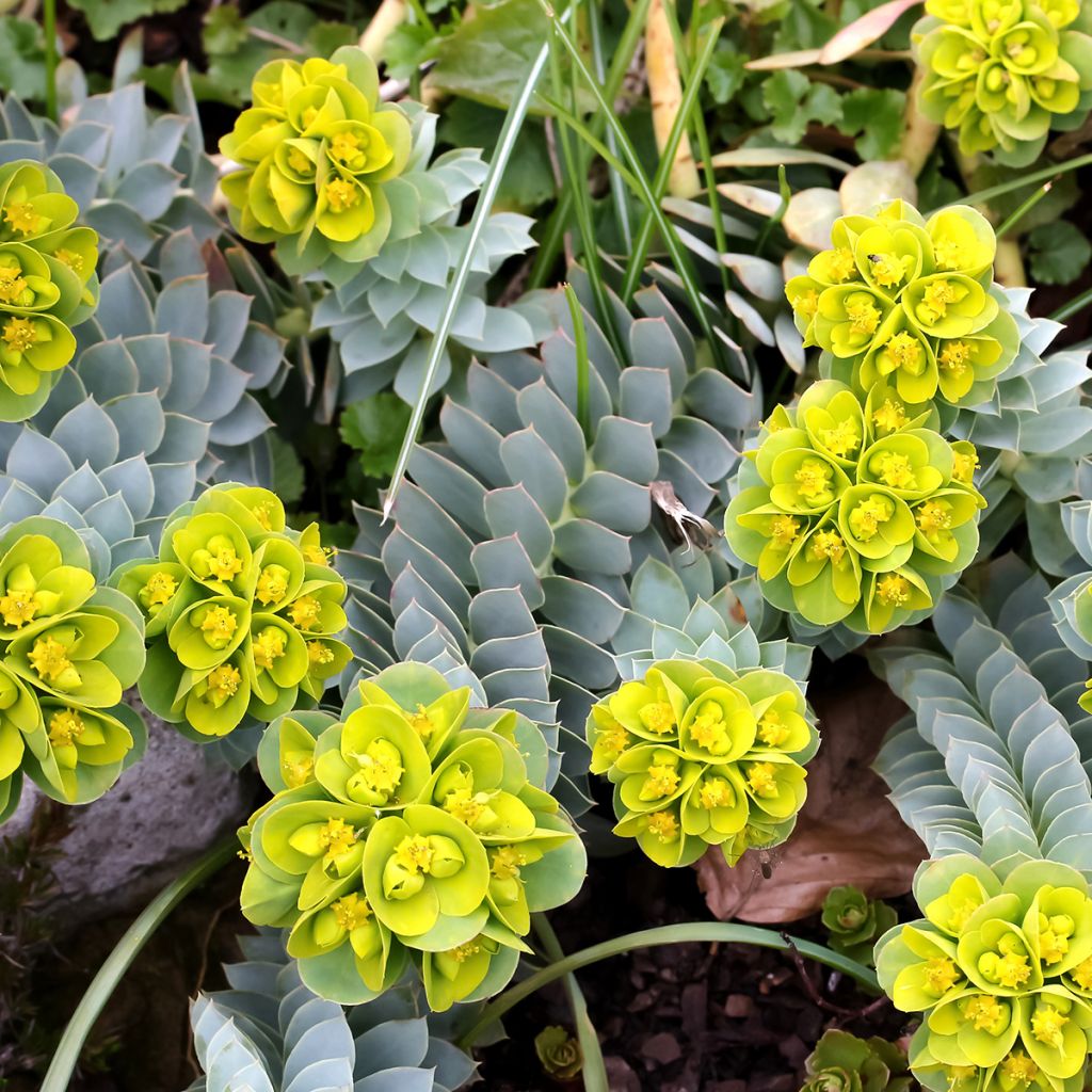 Euphorbia myrsinites 