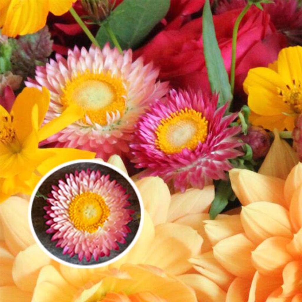 Strawflower Double Salmon Seeds - Helychrysum monstruosum