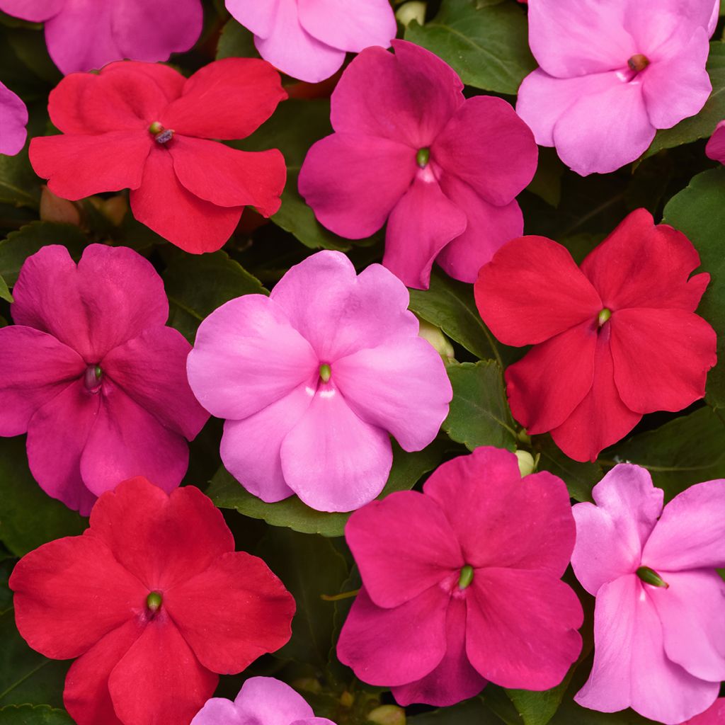 Impatiens walleriana Beacon F1 Otway Mix seeds - Busy lizzie